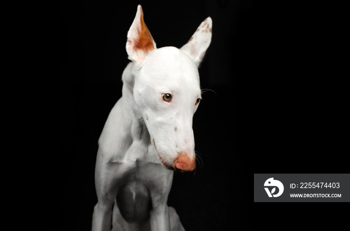 podenco ibicenco dog magical lovely portrait on black background