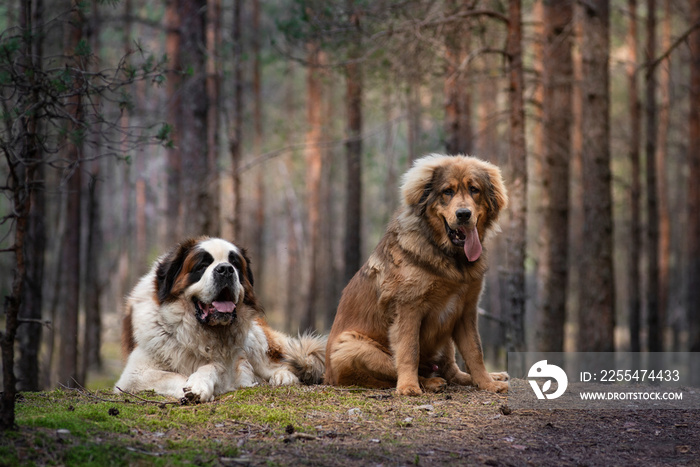 saint bernard and tibetan mastiff puppy