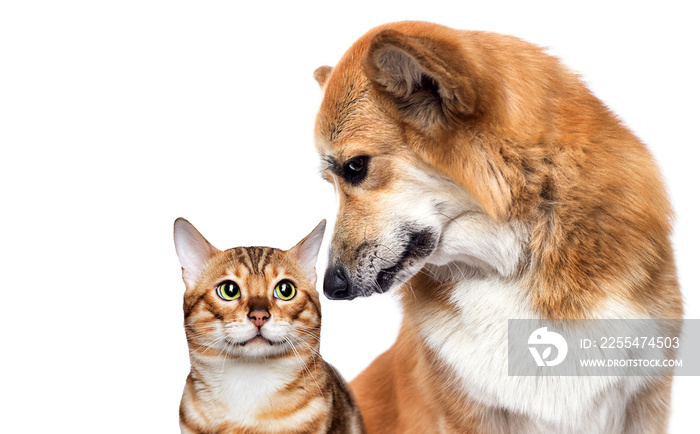 dog and cat together on a white background