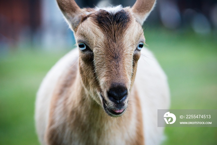 Nigerian dwarf goat portrait, horizontal with pretty blue eyes. Soft background is defocussed.