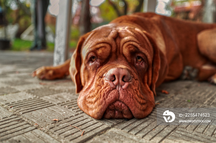 Portrait French mastiff watching the camera outdoors. 11 month old Dogue de Bordeaux (French Mastiff) puppy.