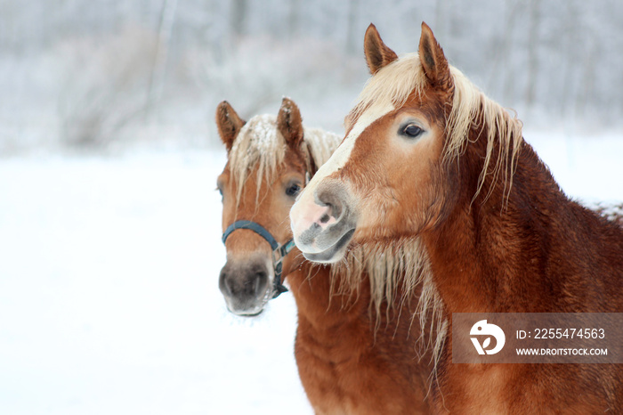 portrait of a horse in winter