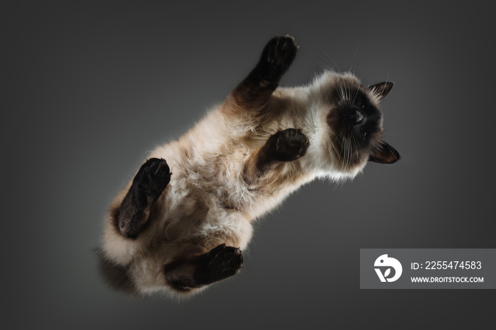 Cat balinese on glass table from below.