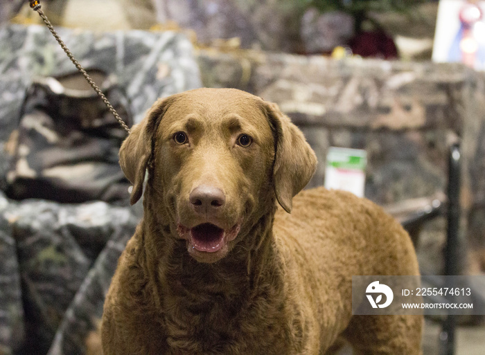 Chesapeake Bay Retriever Dog