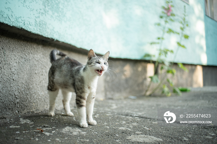 Funny cat trying to sneeze on asphalt in the city,