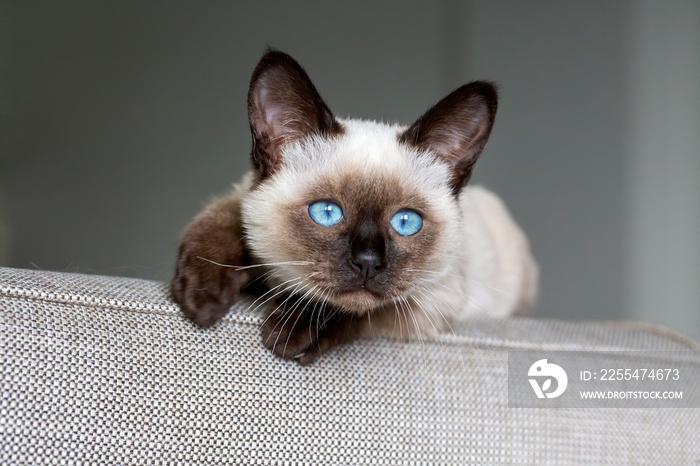 Cute kitten siamese cat indoor