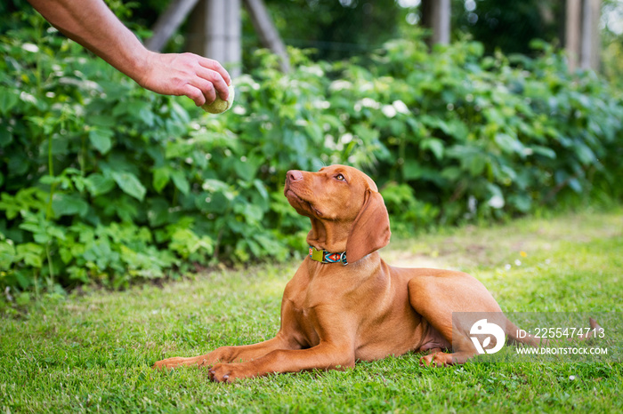 Obedience training. Man training his vizsla puppy the Lie Down Command using ball as positive reinforcement.