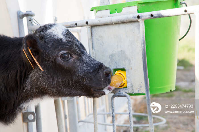 new calf born suckling a baby bottle of milk in weaning stables