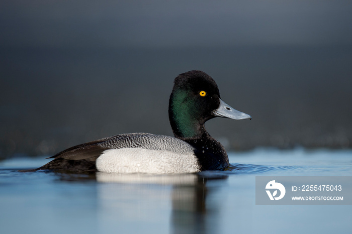 Lesser Scaup Drake