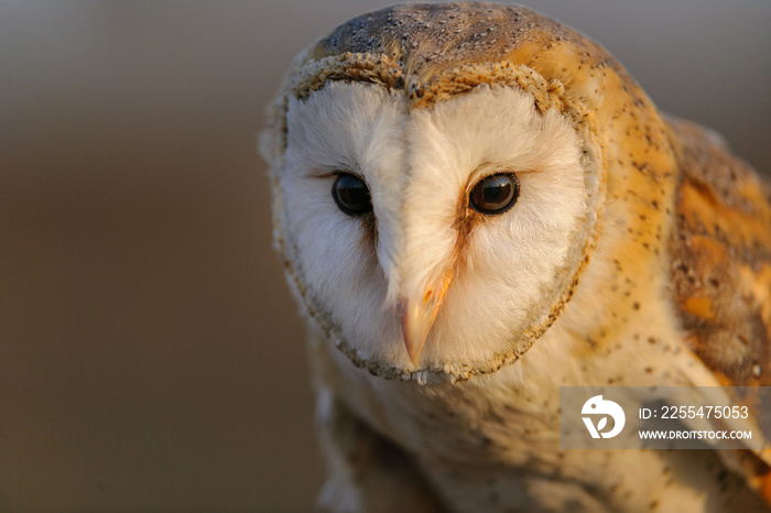 Barn Owl (Tyto alba). KwaZulu Natal. South Africa