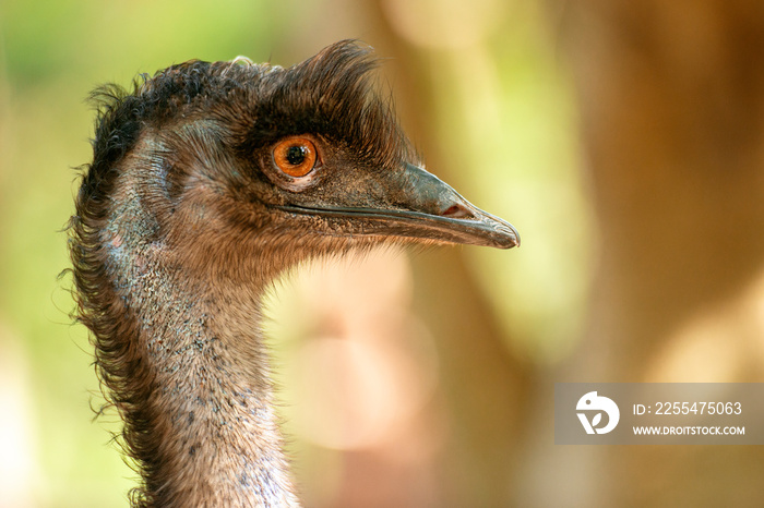 Australian Emu also known as Dromaius novaehollandiae