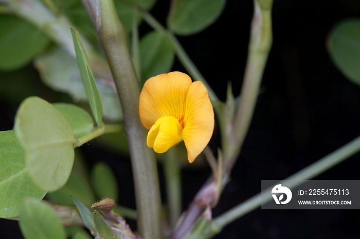 Flower of a peanut (Arachis hypogaea)