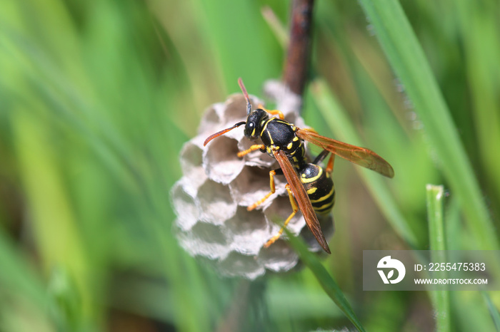 Paper wasp is building nest