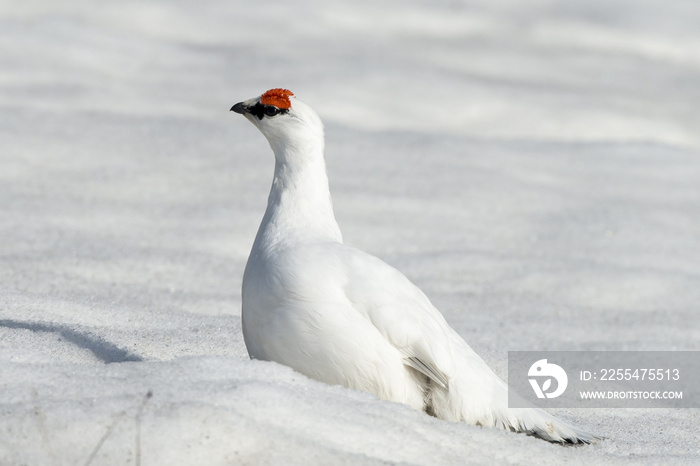 Lagopède alpin, male, .Lagopus muta, Rock Ptarmigan