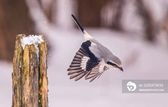 northern shrike attacking a mole