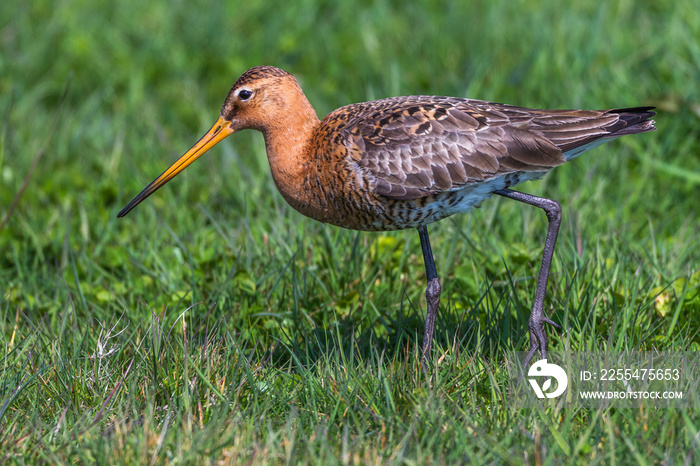 Uferschnepfe (Limosa limosa)