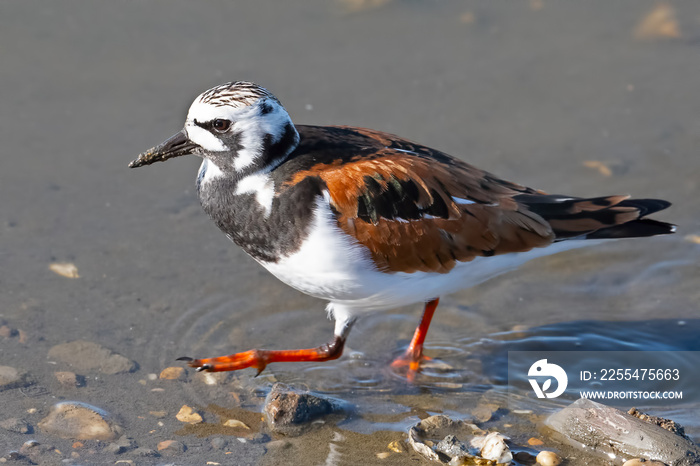 Ruddy Turnstone Walking in the Marsh