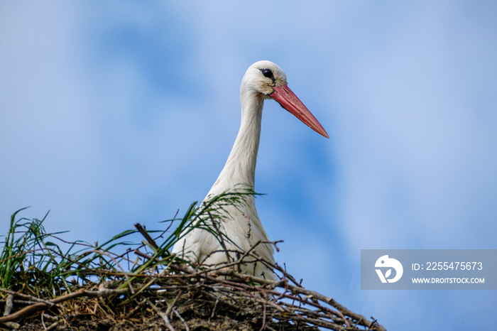 Ooievaar -  Stork