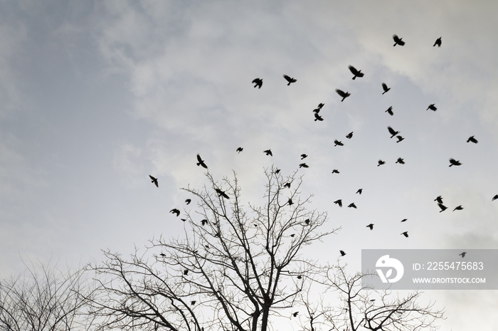 murder of crows in flight