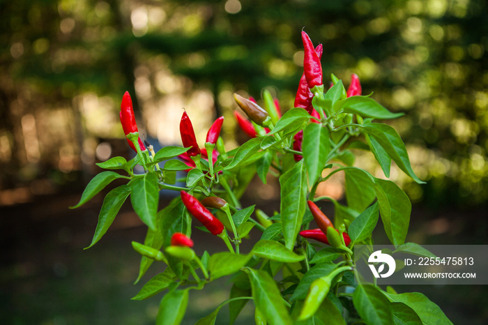 Red chili plant pictured with blurry green background - 2/2 - Pictured outdoors at the sunset with a macro lens