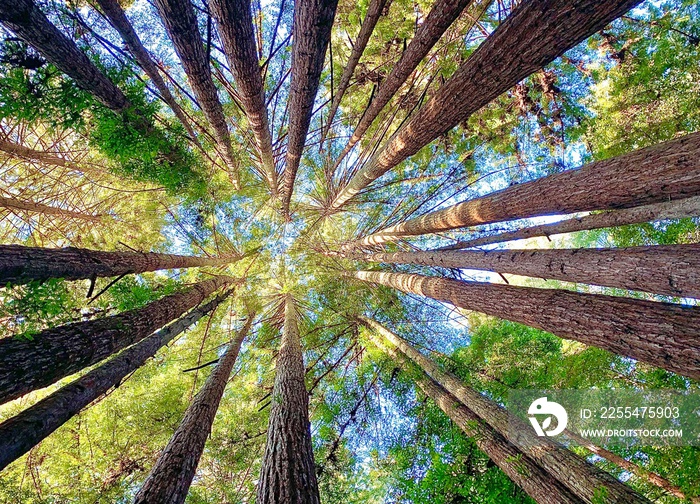 redwood forest