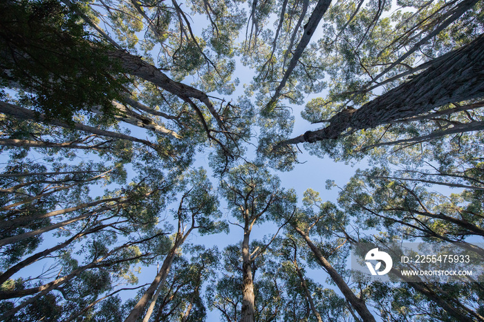 beautiful eucalyptus forest at tasman national park in tasmania/ australia during a treck at cap raoul in the peninsula.