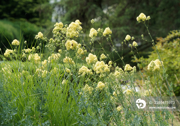 Thalictrum flavum glaucum | Gelbe Wiesenraute. Duftende Blumen, rispigen Blütenstand an kahl hohe stängeln mit dreifach gefieder silbrig-blaugrünen Laubblätter