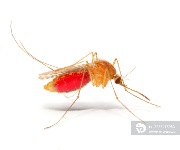 Anopheles mosquito with belly full of blood. Dangerous vehicle of many infections. Insect isolated on white background.