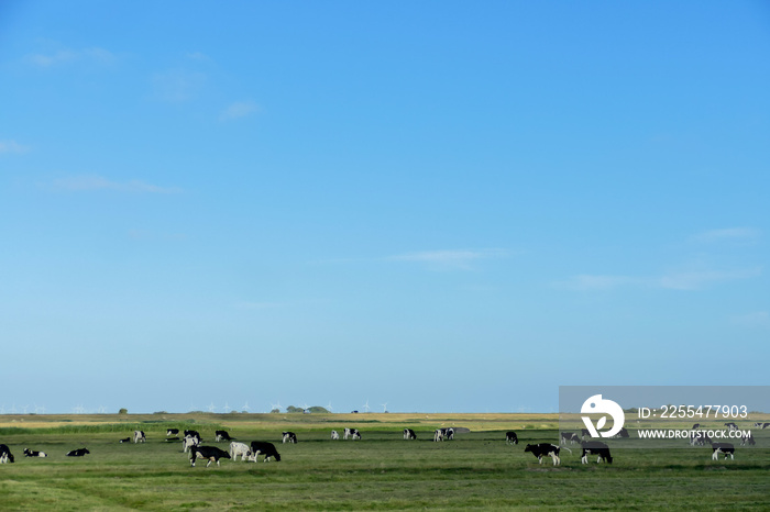 sheep in a field, in Sweden Scandinavia North Europe