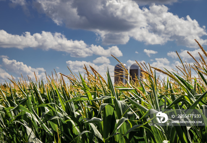 Corn stalks and silos