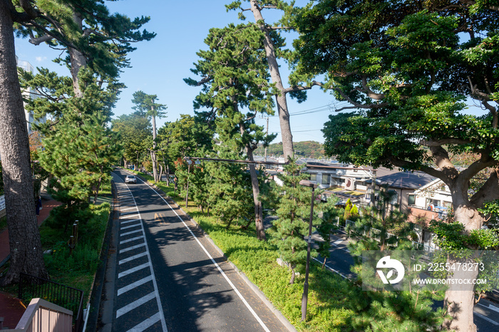 国道1号線　大磯の松並木　東海道