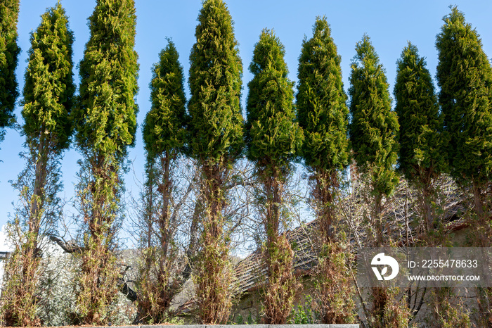 Thuja (Arborvitae) branches and needles eaten by deer in the winter season. Deer damage to Cedar hedge.