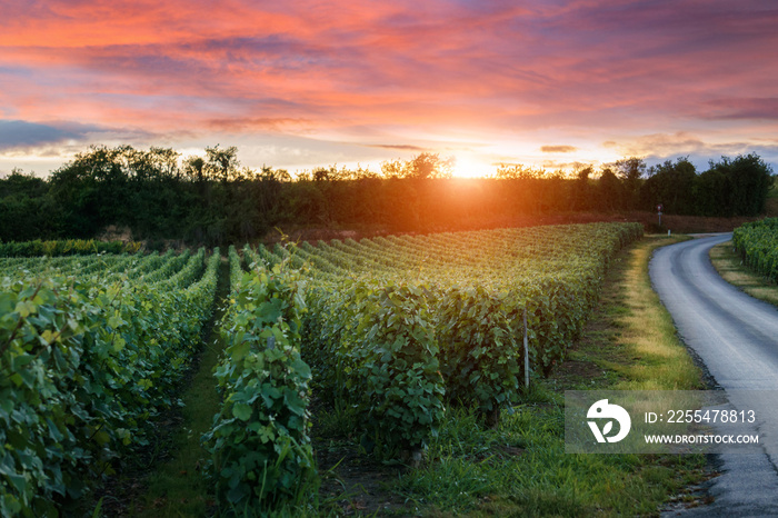 Champagne Vineyards at sunset Montagne de Reims, France