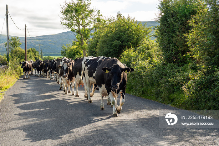 Herd of cows walking on a small country road. Changing fields. Scene in rural area. Agriculture industry. Meat and milk production. Blue cloudy sky. Farmers source of income. West of Ireland.