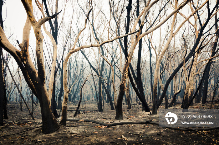 Bushfire burnt gum trees in The Blue Mountains in Australia