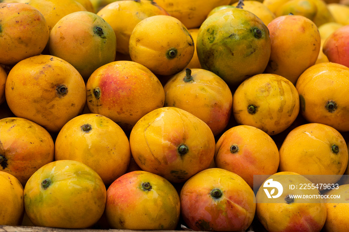 Mangifera indica - fruit mango