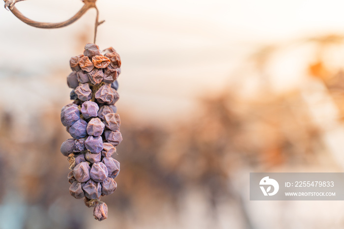 Lost harvest of blue grapes. Wrinkled withered grapes close up. A bunch of tall frozen grapes