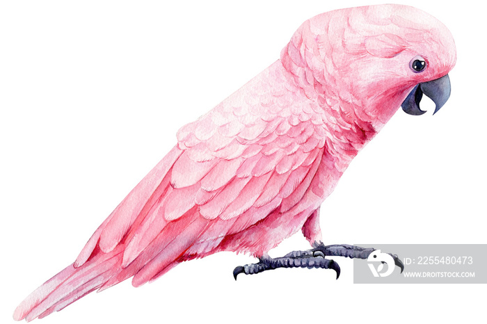 cockatoo, parrot pink isolated white background, watercolor illustration, hand drawing