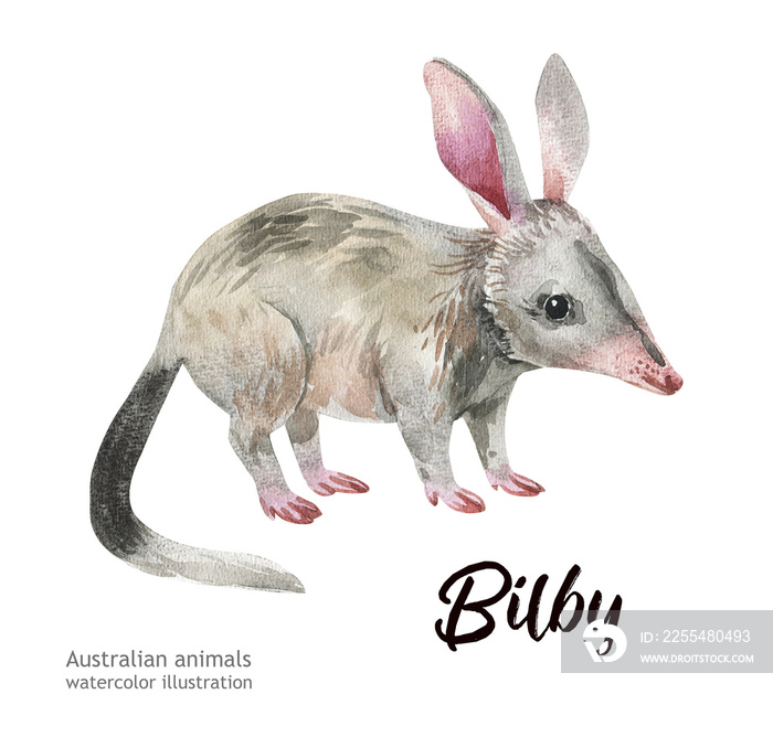 Australian animals watercolor illustration hand drawn wildlife isolated on a white background. Bilby. Australia Day