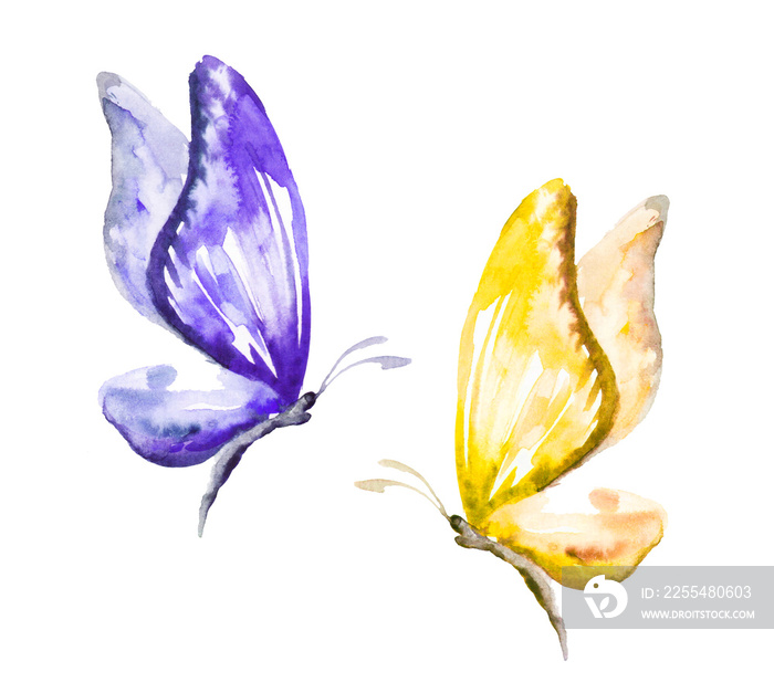 Colorful butterflies: yellow, blue. Hand drawn watercolor illustration. Isolated on white background. Ukraine