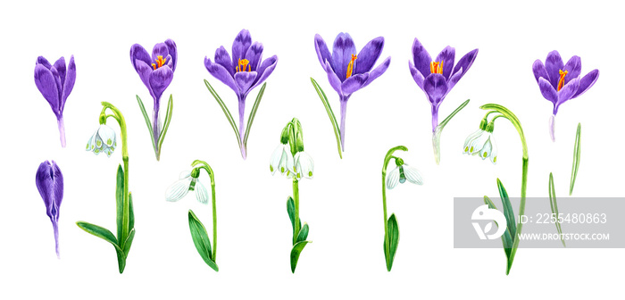 Set of hand drawn purple crocus and snowdrops flower. Watercolor illustration isolated. Spring flowers drawing.