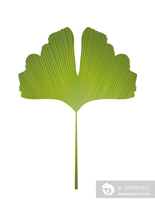 saftig grünes Ginkgo Blatt mit hellen Linien