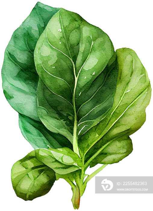 watercolor illustration of a spinach on transparent background