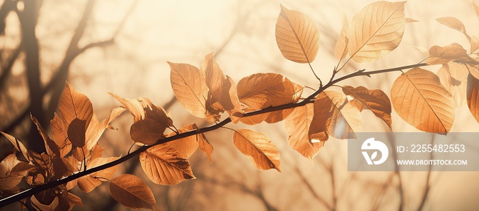 Beautiful autumn leaves on autumn red background sunny daylight horizontal