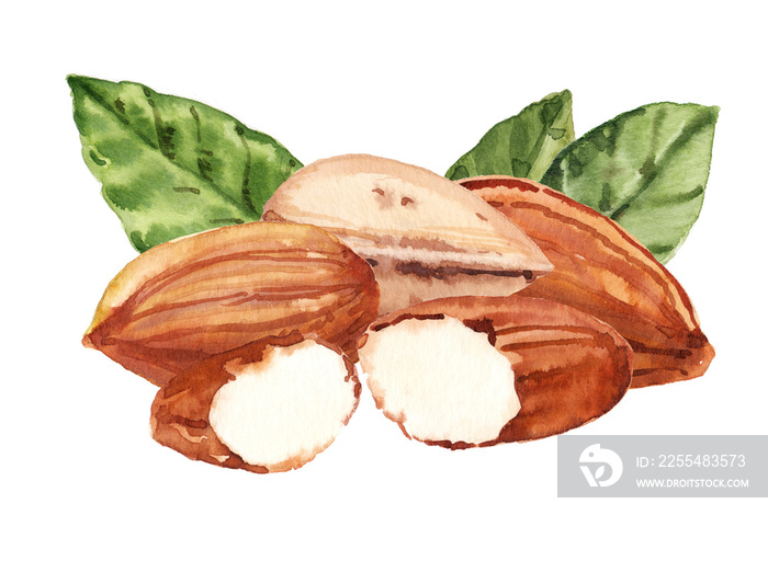 Watercolor hand painted almonds and leaves illustration isolated on white background