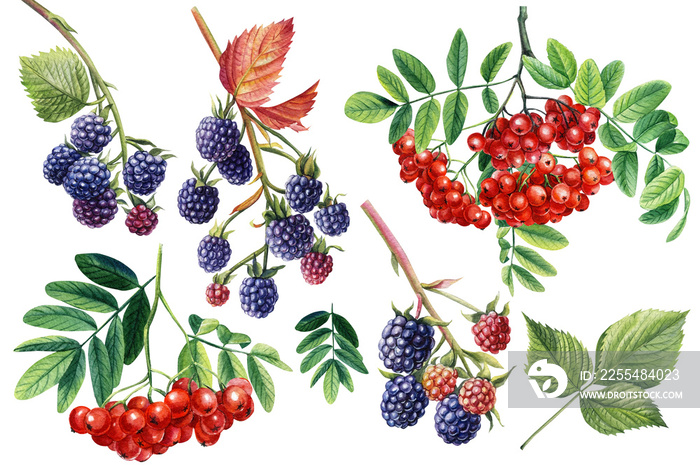 Blackberries and Rowan berries on an isolated white background. Watercolor botanical illustration