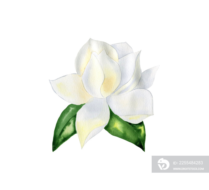 White magnolia flower on a branch with leaves watercolor illustration. For wedding invitations and greeting cards. Hand drawn part of a plant.