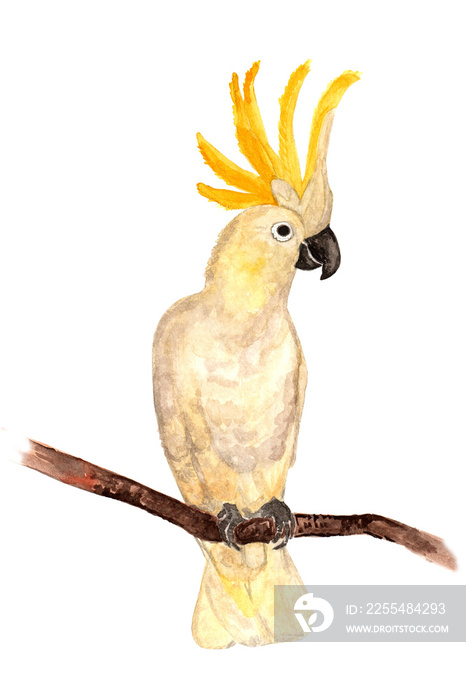 Tropical parrot Cockatoo