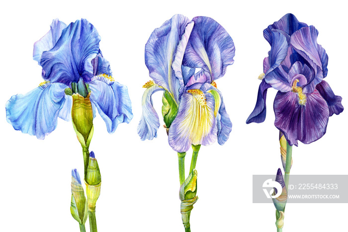 Blue and violet iris isolated on white background watercolor botanical illustration