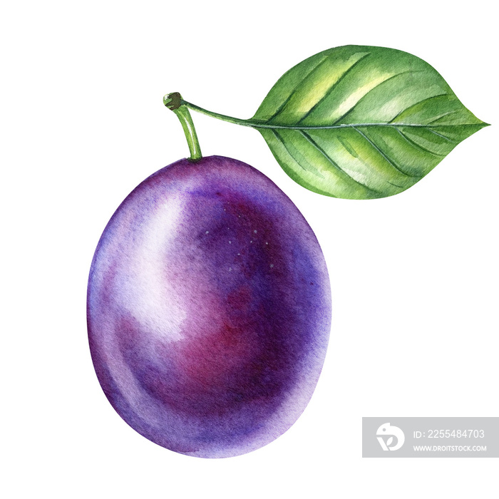 plum on isolated white background, botanical illustration hand drawn in watercolor, ripe juicy fruit